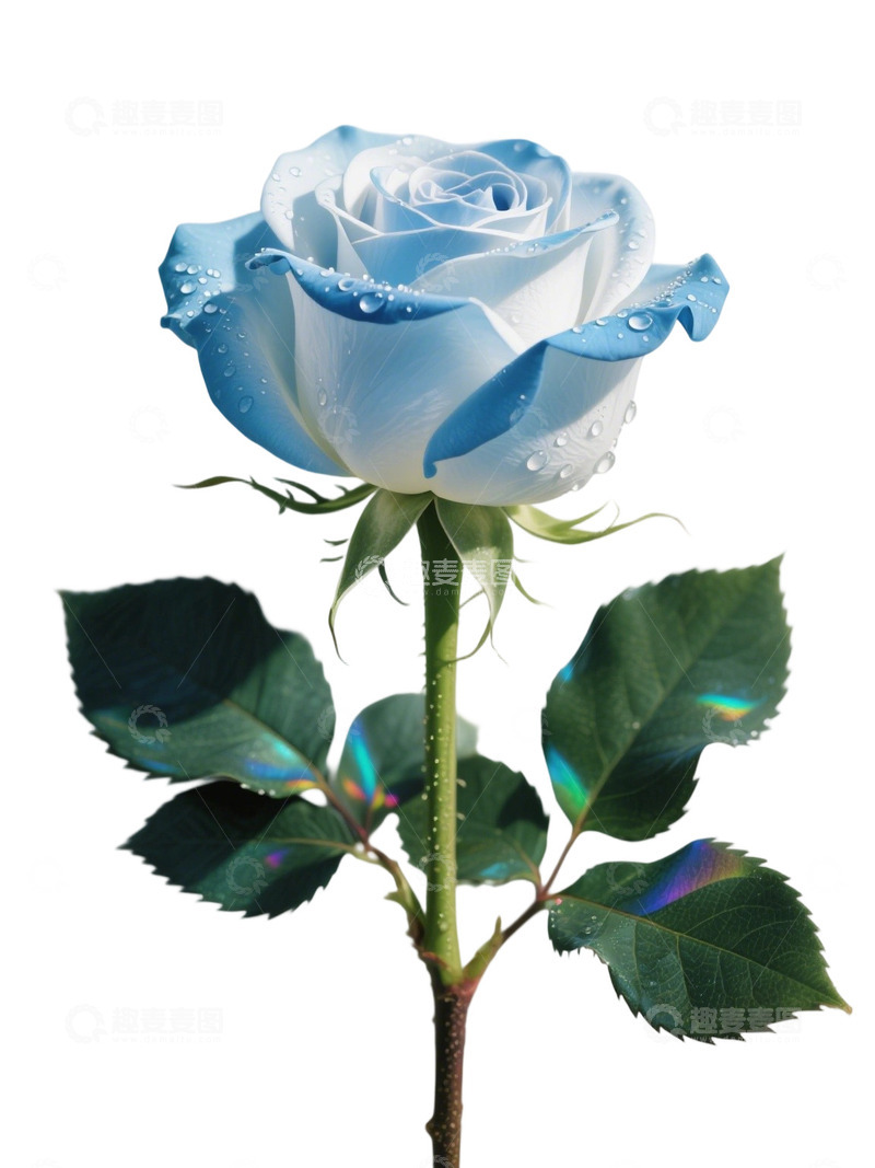 高清大图下载【趣麦麦图】蓝色的玫瑰花写实主题7
