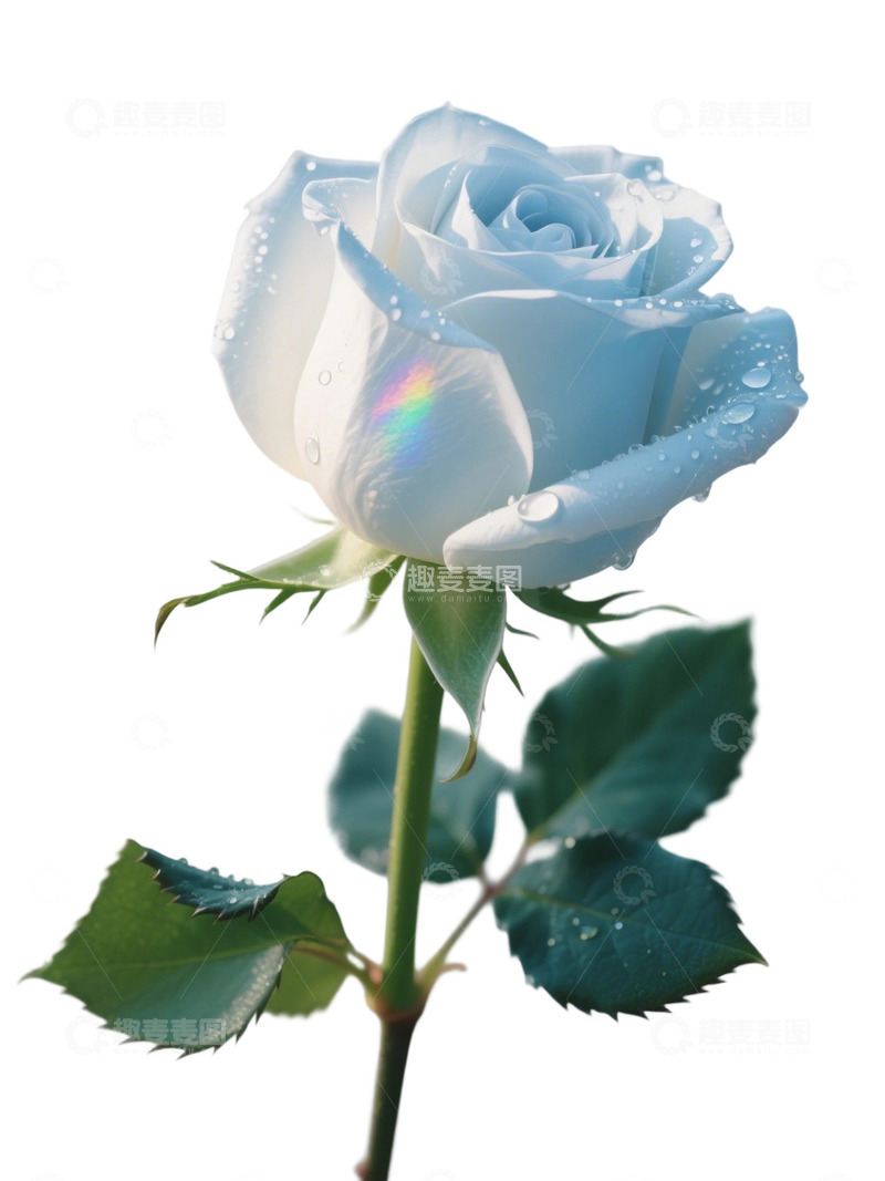 高清大图下载【趣麦麦图】蓝色的玫瑰花写实主题24