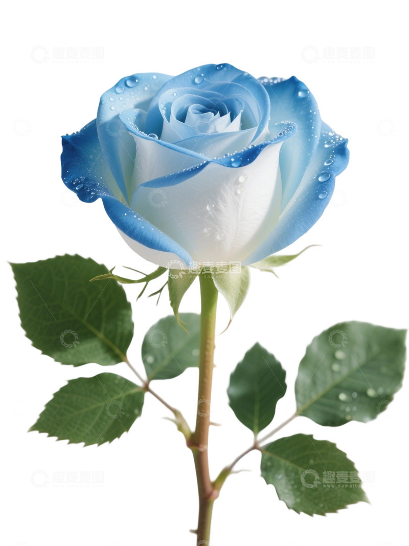 高清大图下载【趣麦麦图】蓝色的玫瑰花写实主题35