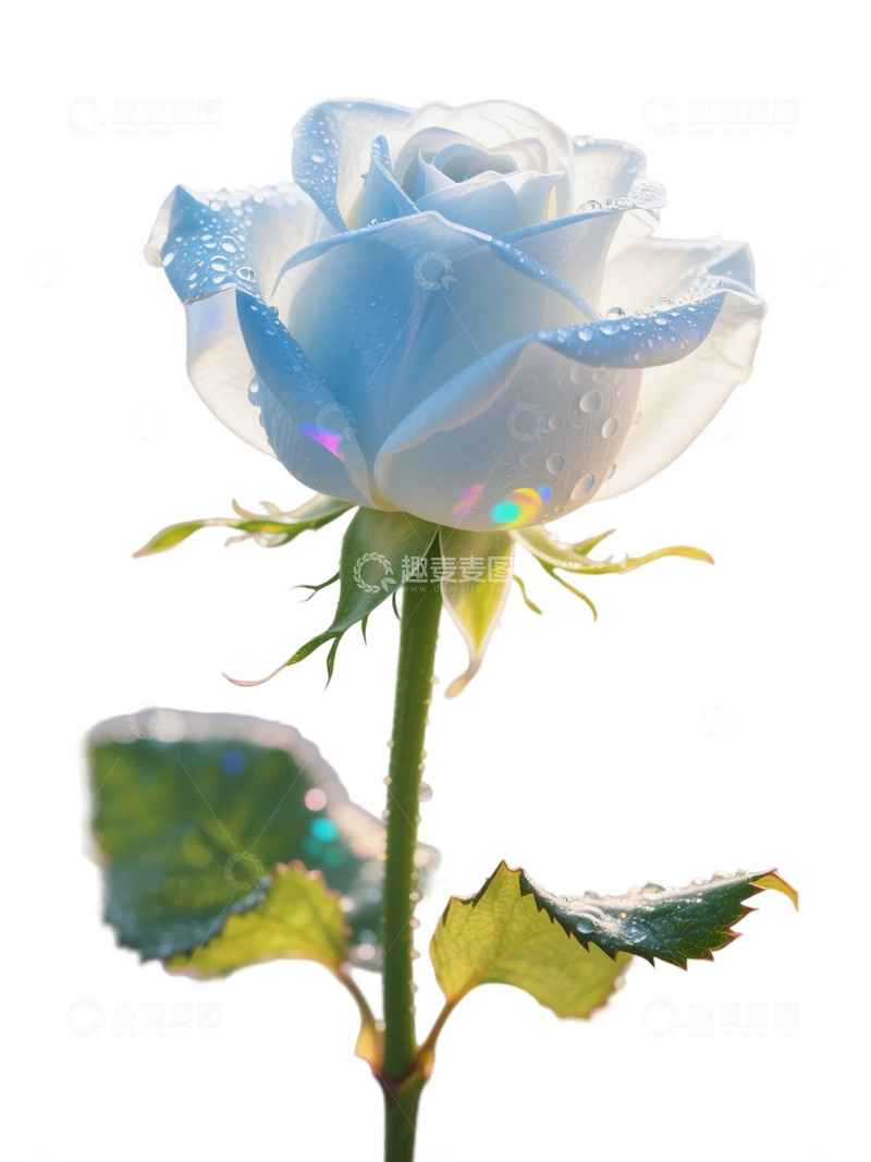 高清大图下载【趣麦麦图】蓝色的玫瑰花写实主题40