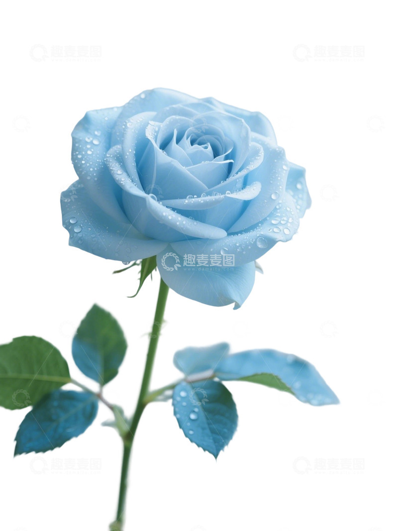 高清大图下载【趣麦麦图】蓝色的玫瑰花写实主题20