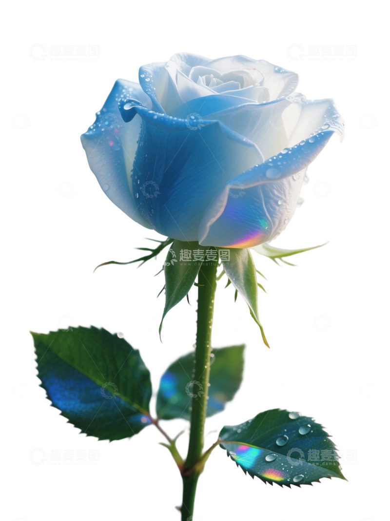 高清大图下载【趣麦麦图】蓝色的玫瑰花写实主题53