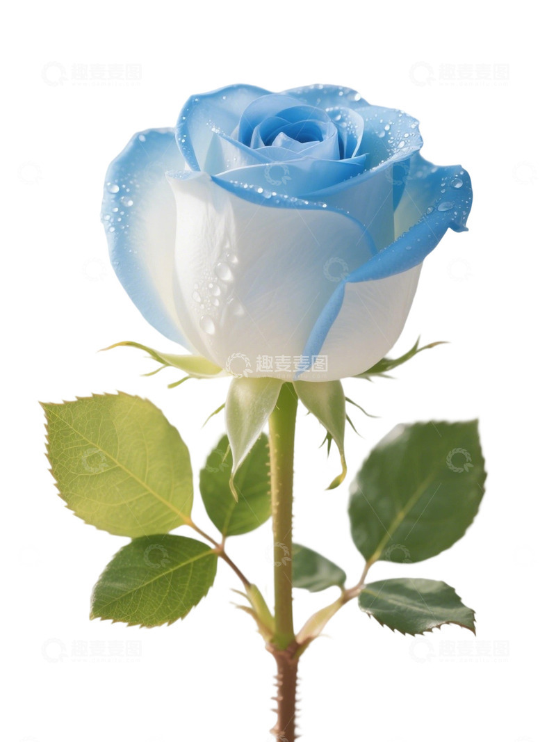 高清大图下载【趣麦麦图】蓝色的玫瑰花写实主题47
