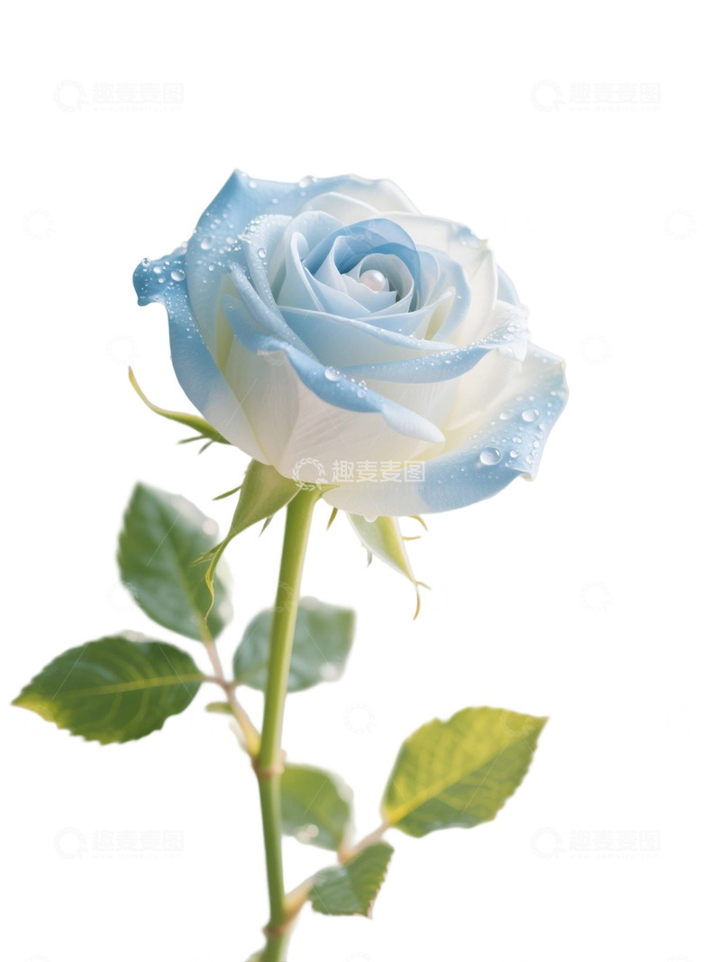 高清大图下载【趣麦麦图】蓝色的玫瑰花写实主题22