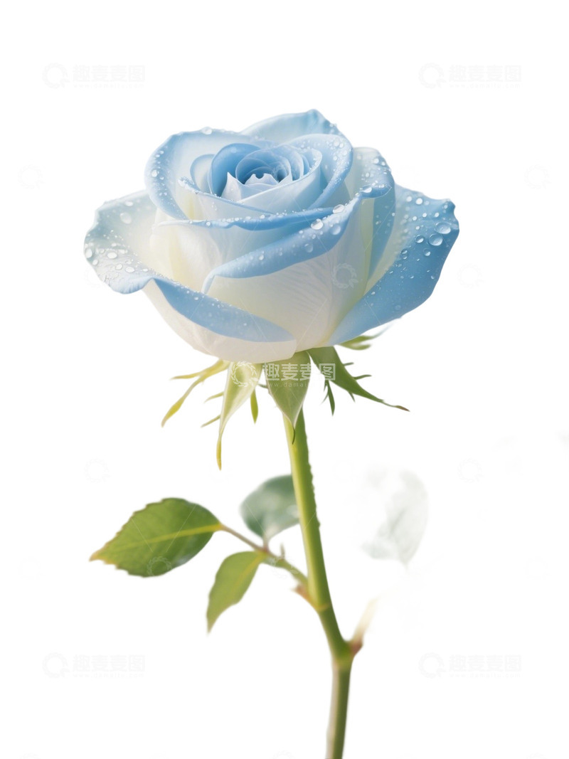 高清大图下载【趣麦麦图】蓝色的玫瑰花写实主题11