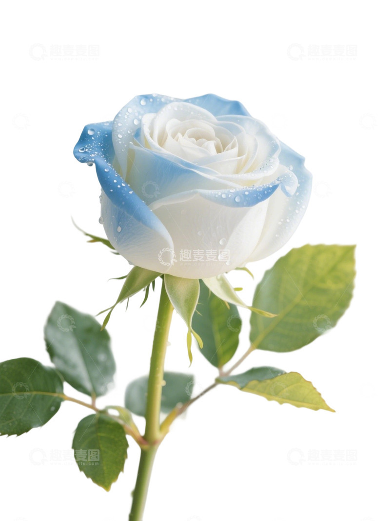 高清大图下载【趣麦麦图】蓝色的玫瑰花写实主题37