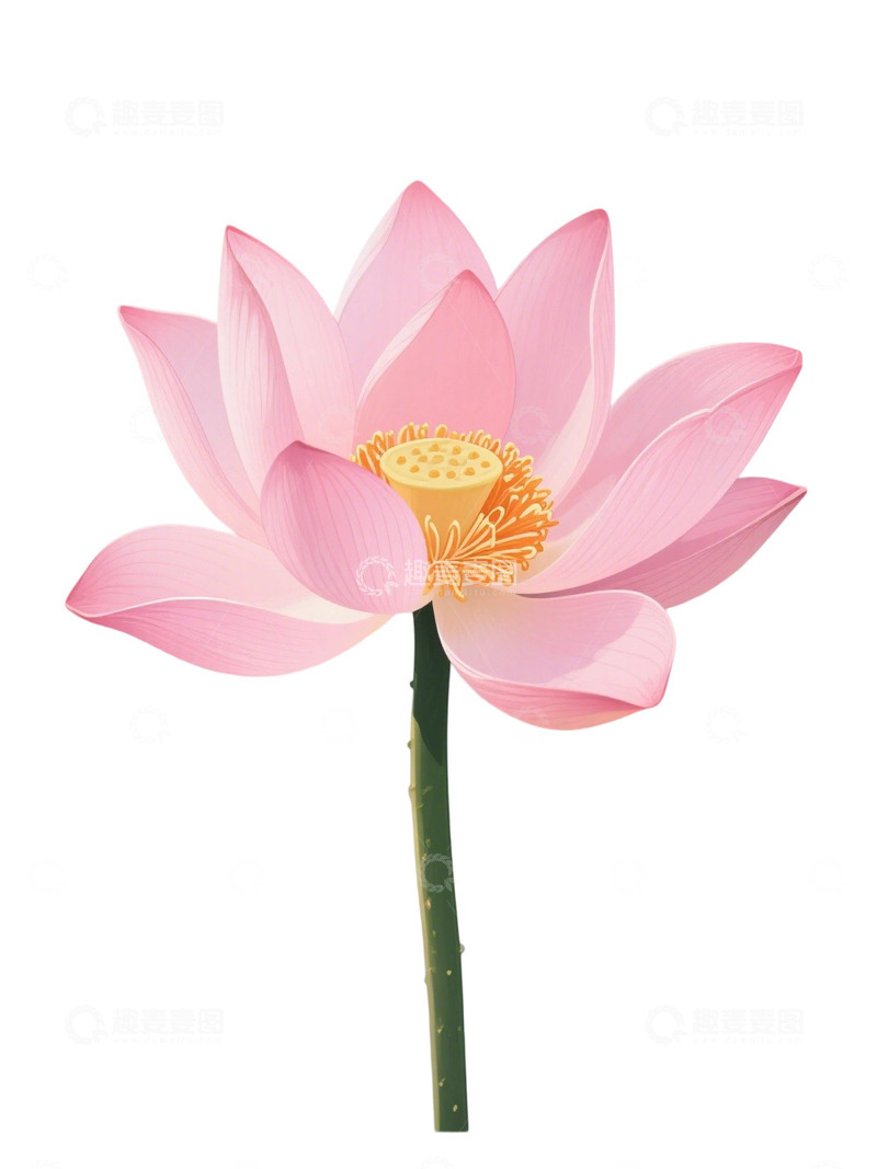 高清大图下载【趣麦麦图】荷花免扣素材35