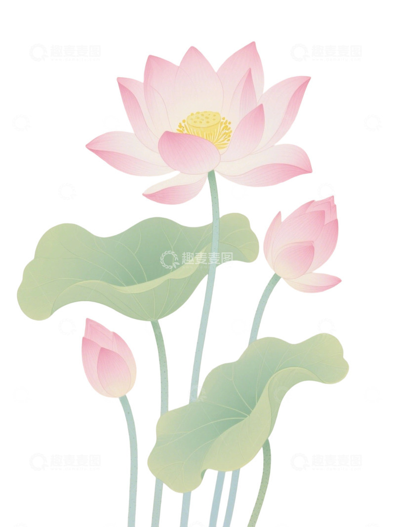 高清大图下载【趣麦麦图】荷花免扣素材27