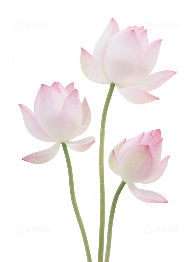 高清大图下载【趣麦麦图】荷花免扣素材44