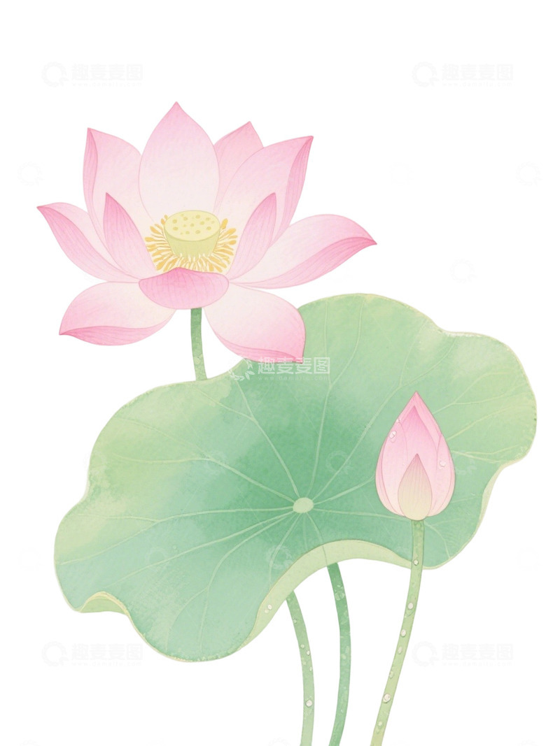 高清大图下载【趣麦麦图】荷花免扣素材17