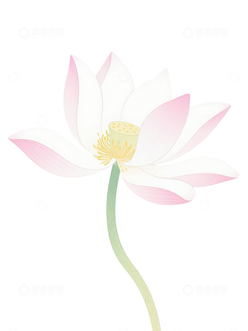 高清大图下载【趣麦麦图】荷花免扣素材46