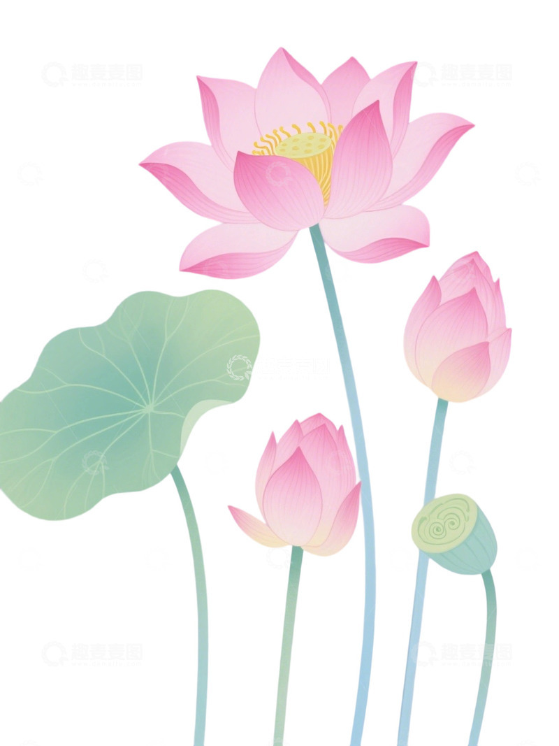 荷花免扣素材25