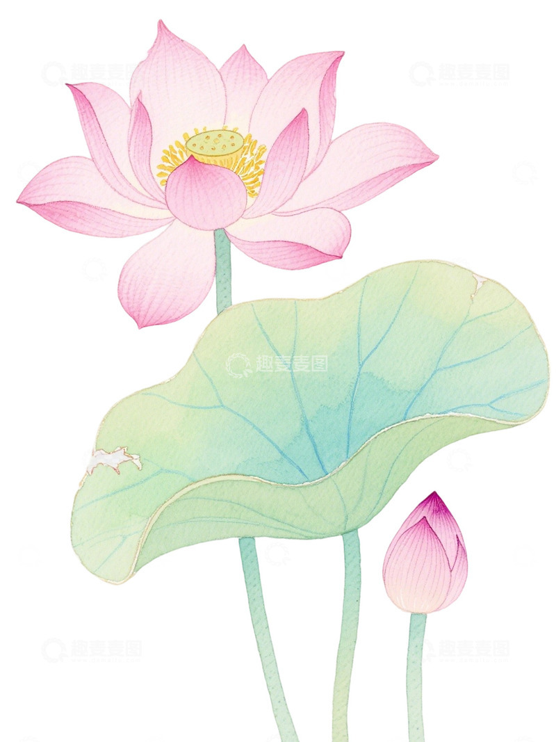 高清大图下载【趣麦麦图】荷花免扣素材15