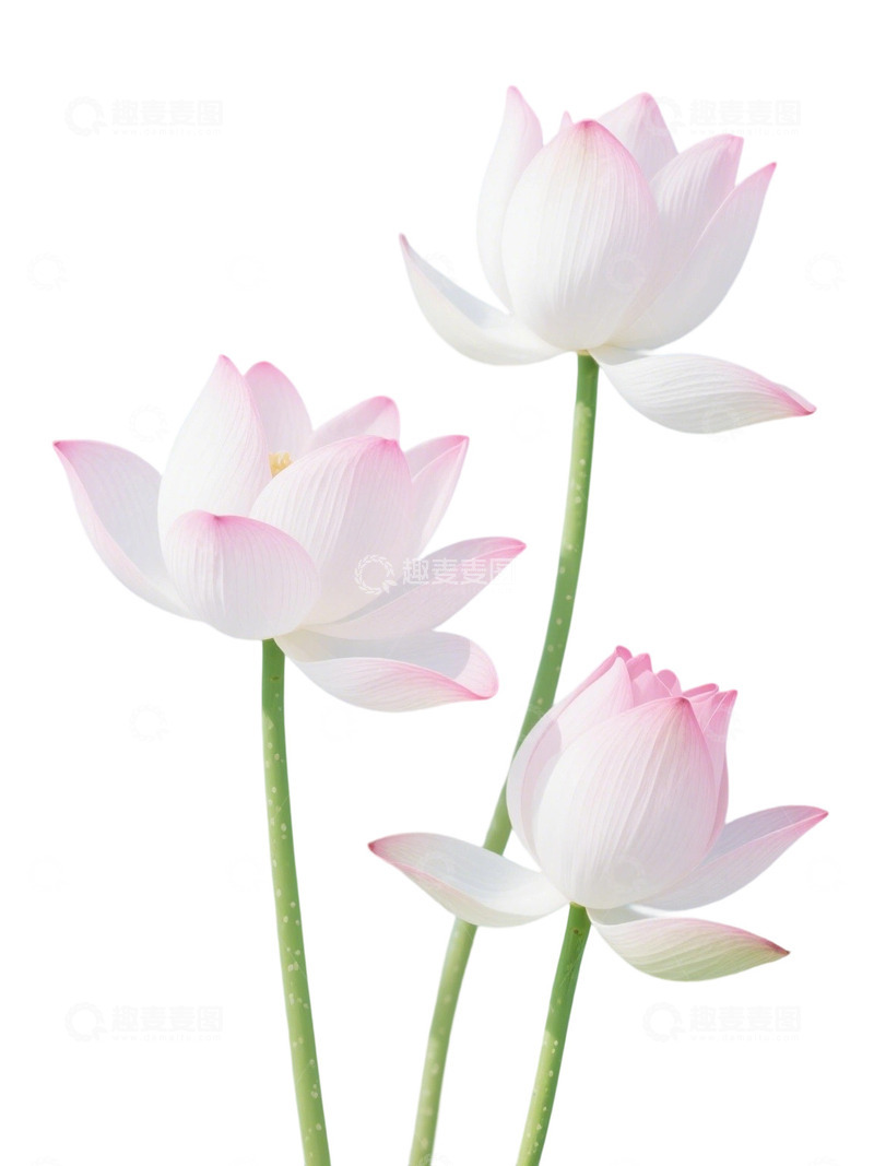 高清大图下载【趣麦麦图】荷花免扣素材53