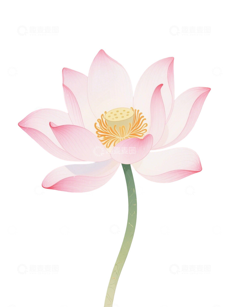 高清大图下载【趣麦麦图】荷花免扣素材30