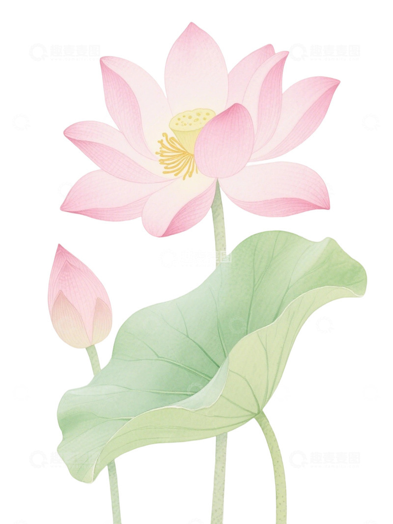 荷花免扣素材16