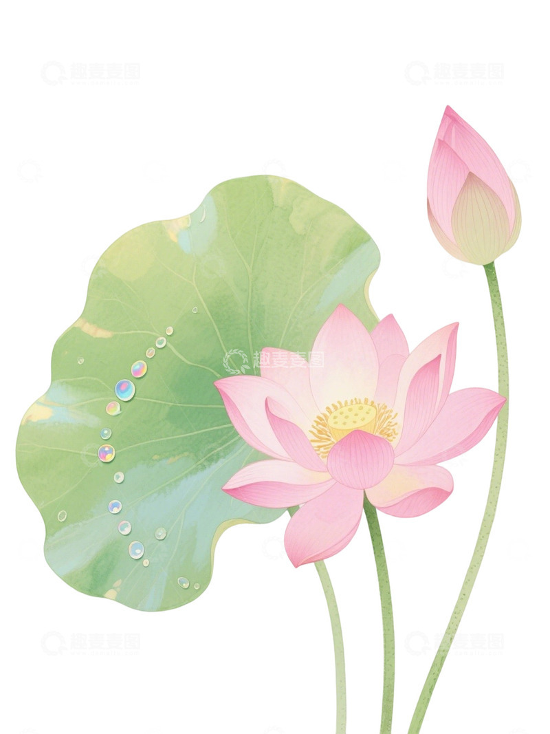 荷花免扣素材4