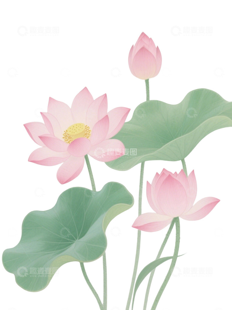 高清大图下载【趣麦麦图】荷花免扣素材13