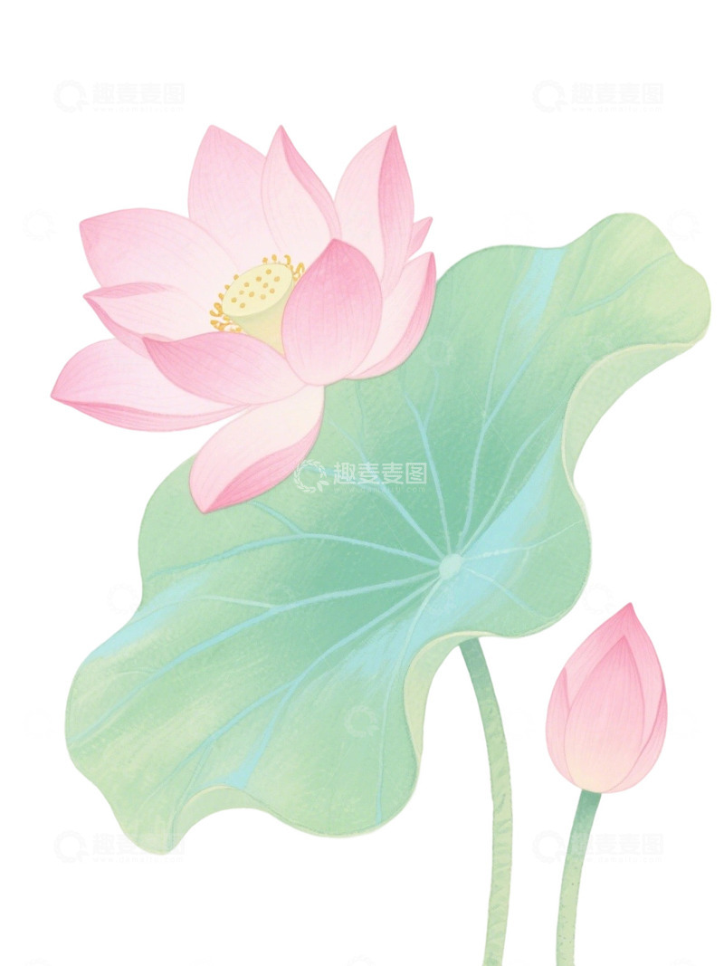高清大图下载【趣麦麦图】荷花免扣素材18