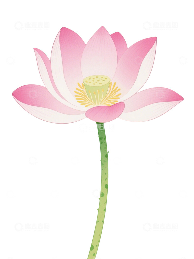 高清大图下载【趣麦麦图】荷花免扣素材36