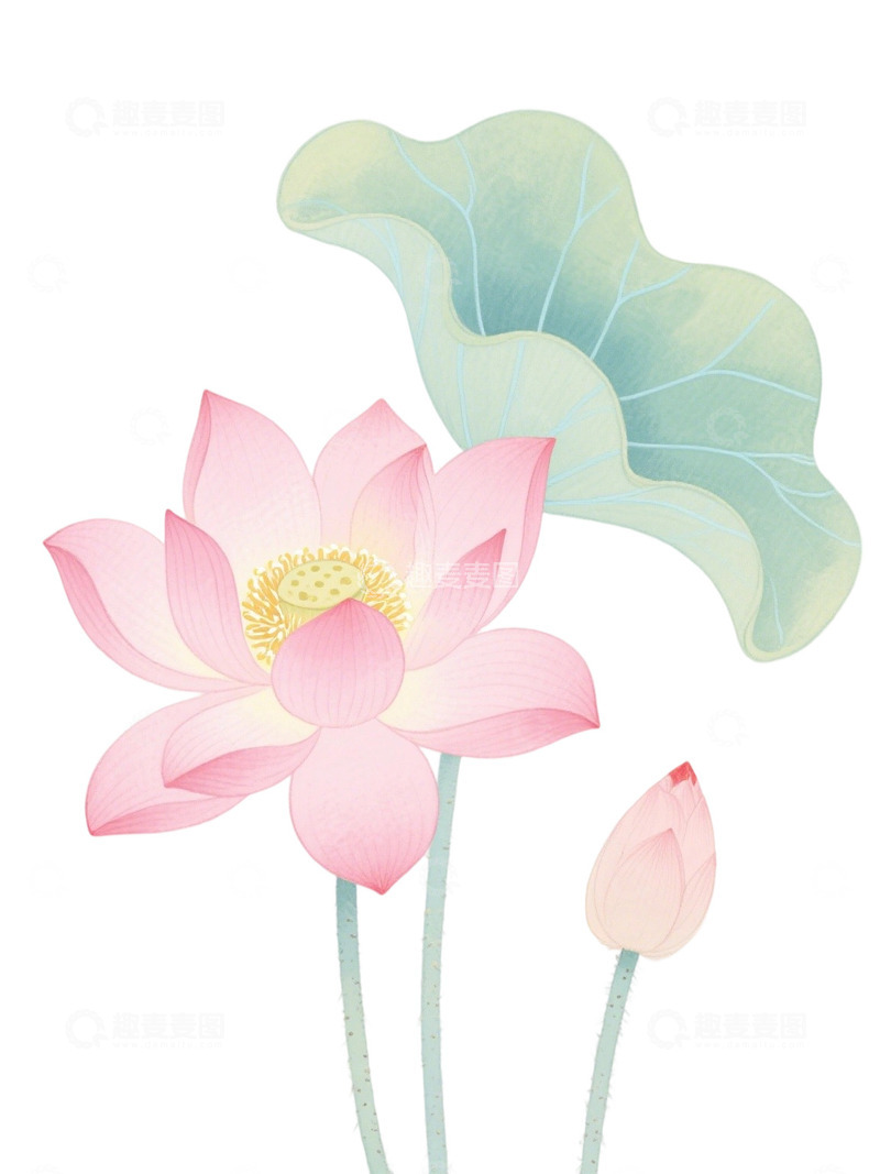高清大图下载【趣麦麦图】荷花免扣素材19
