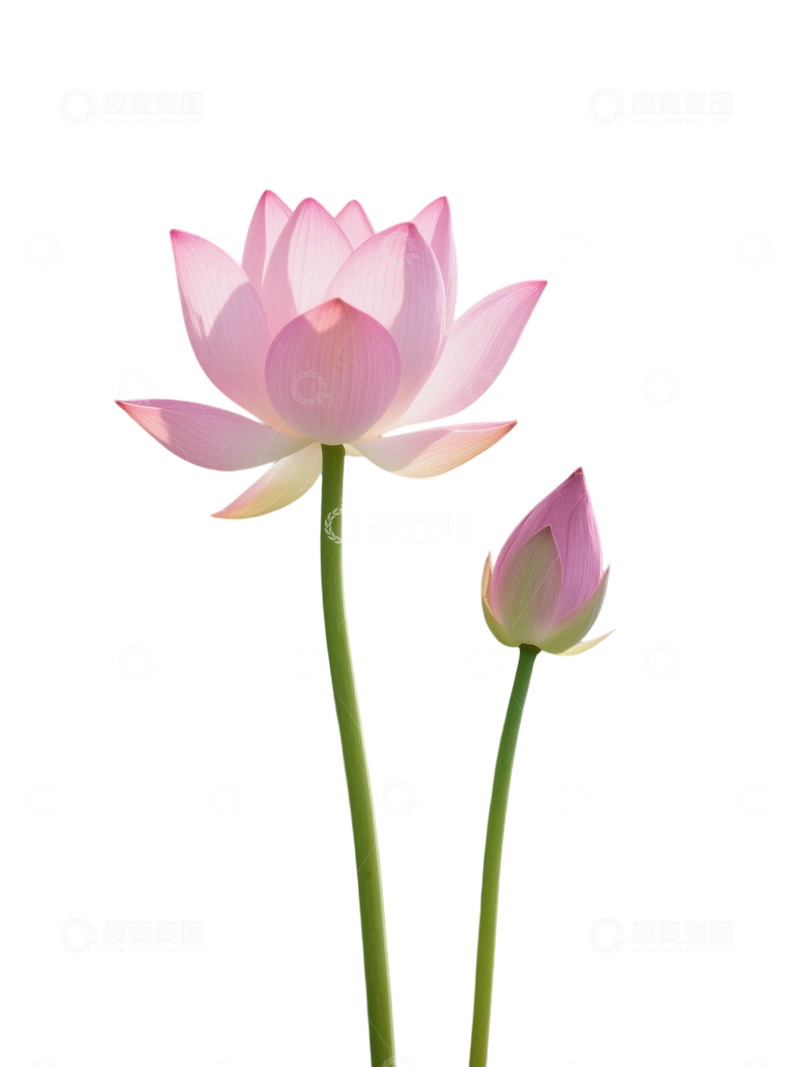 高清大图下载【趣麦麦图】荷花免扣素材148