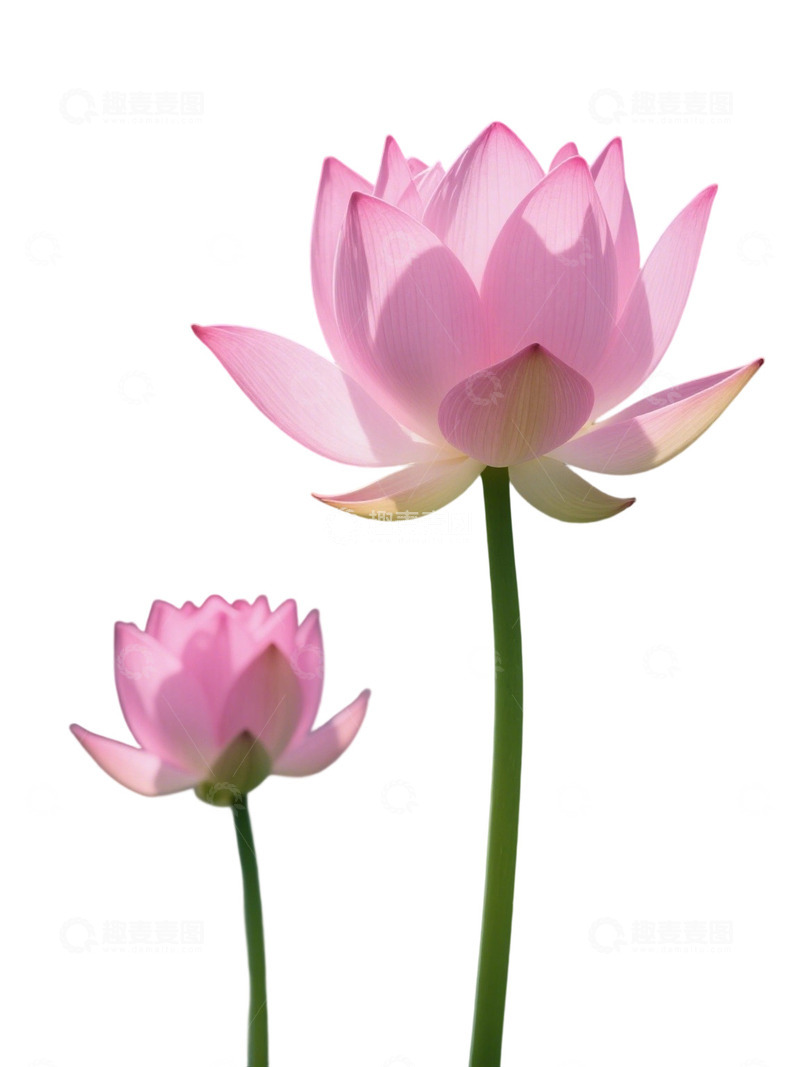 荷花免扣素材103