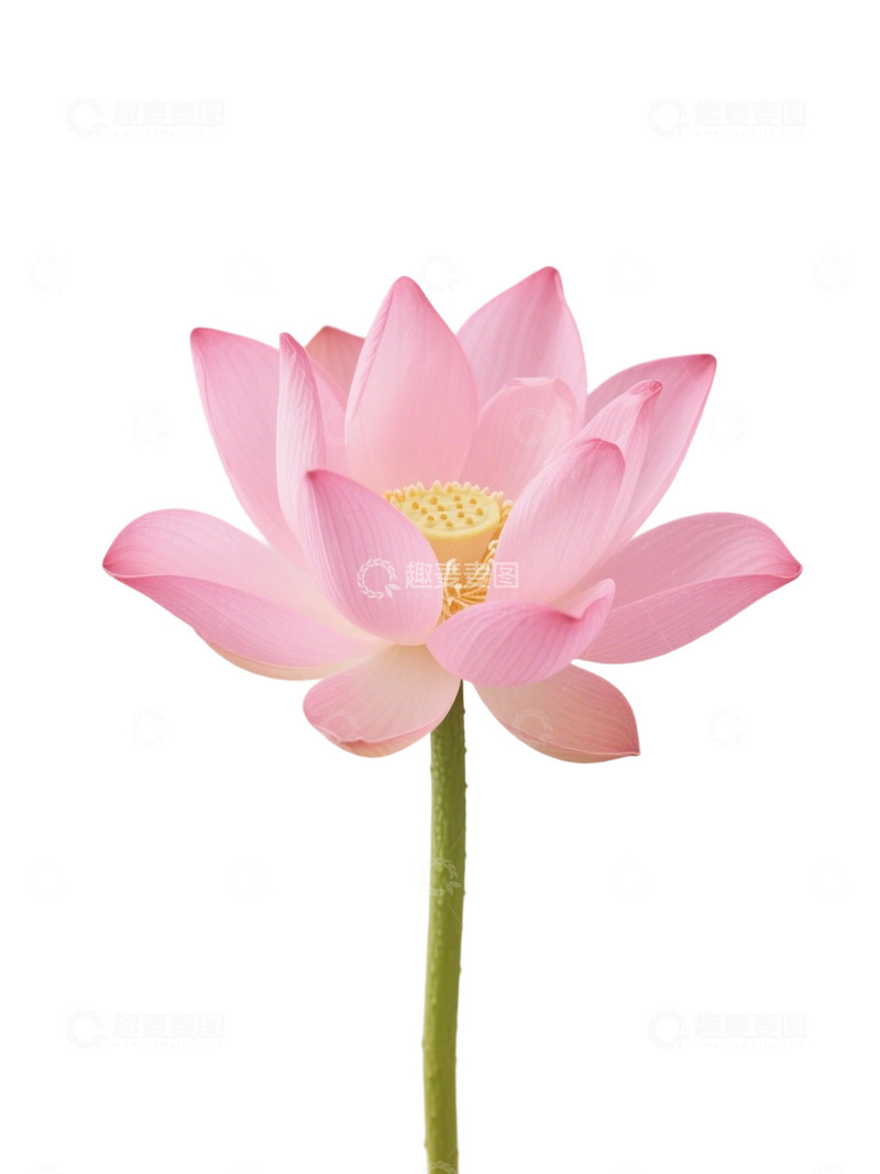 高清大图下载【趣麦麦图】荷花免扣素材140