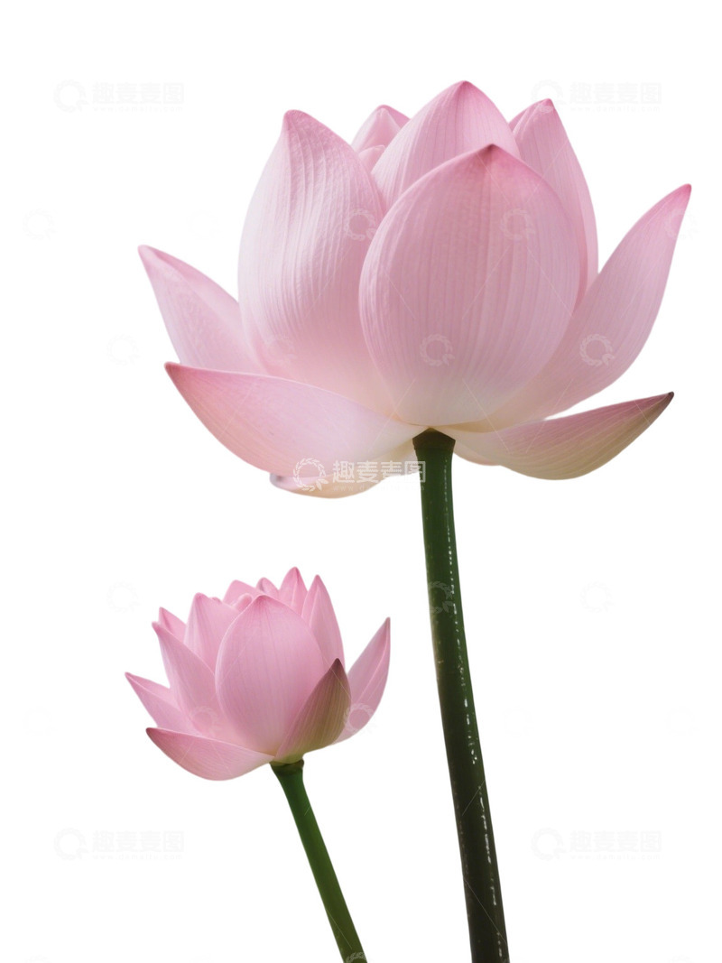 高清大图下载【趣麦麦图】荷花免扣素材143