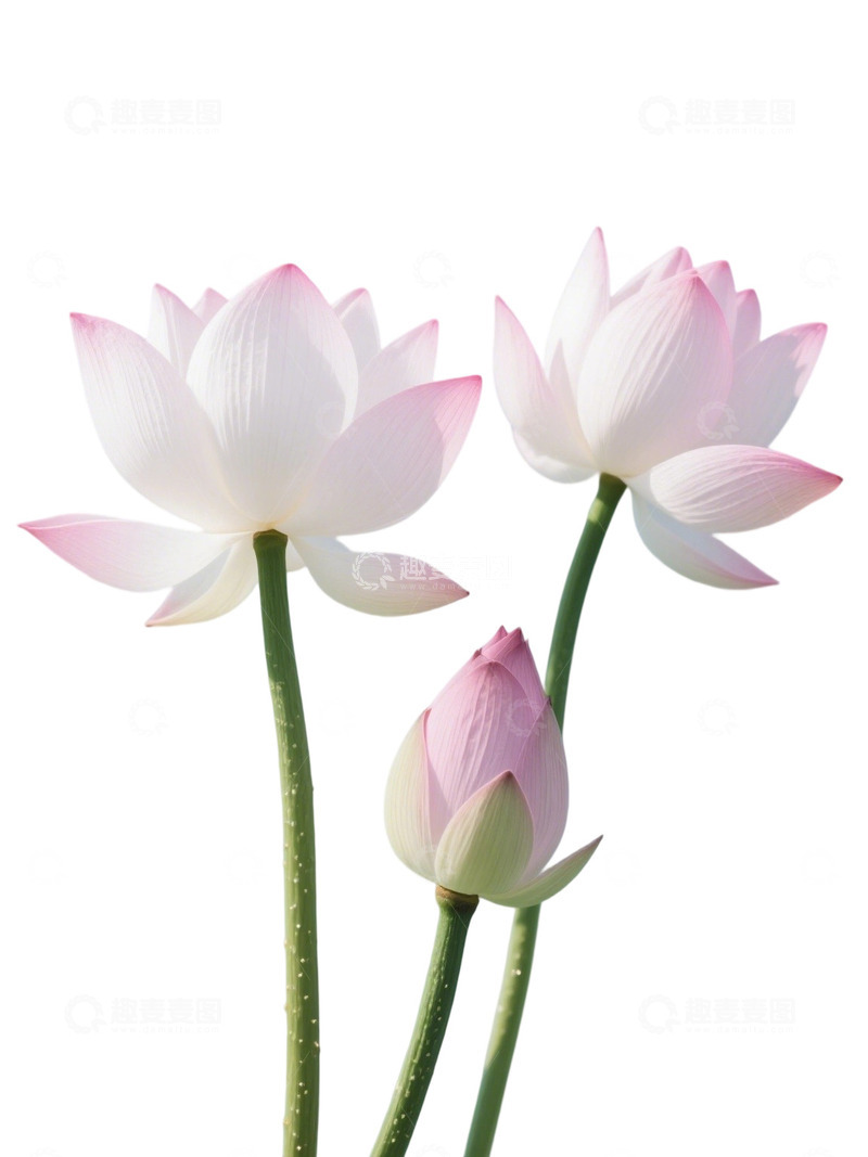 荷花免扣素材62