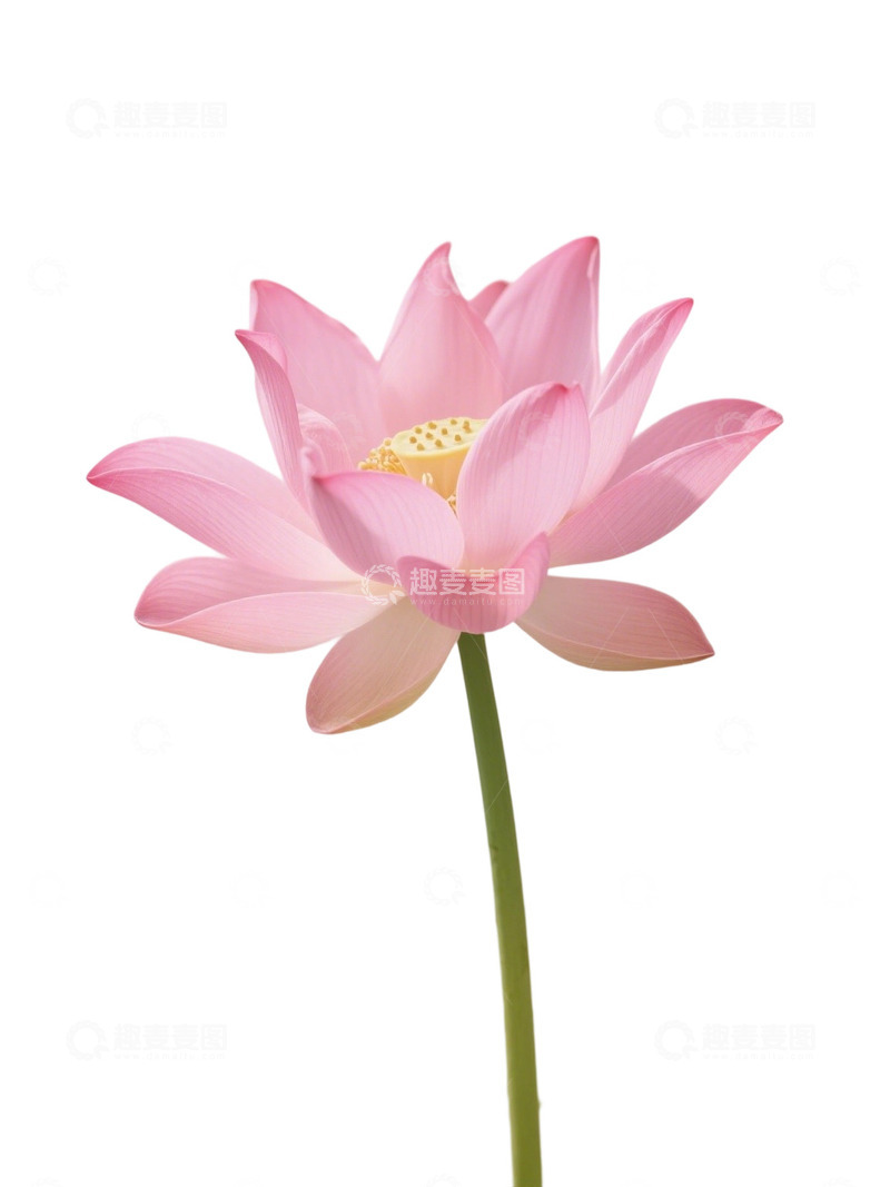 荷花免扣素材157