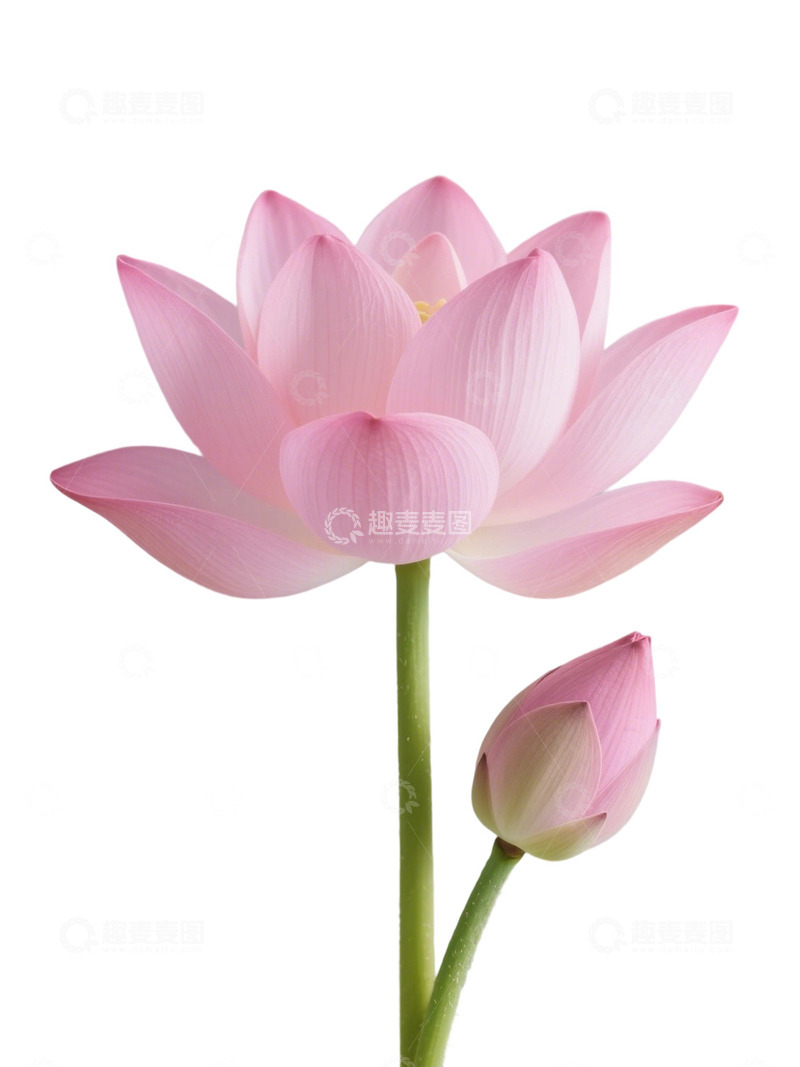 荷花免扣素材134