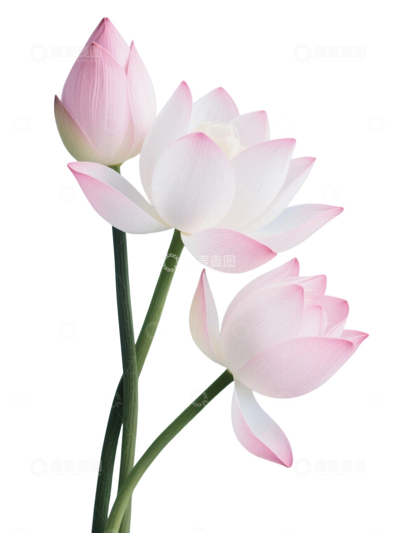 荷花免扣素材78