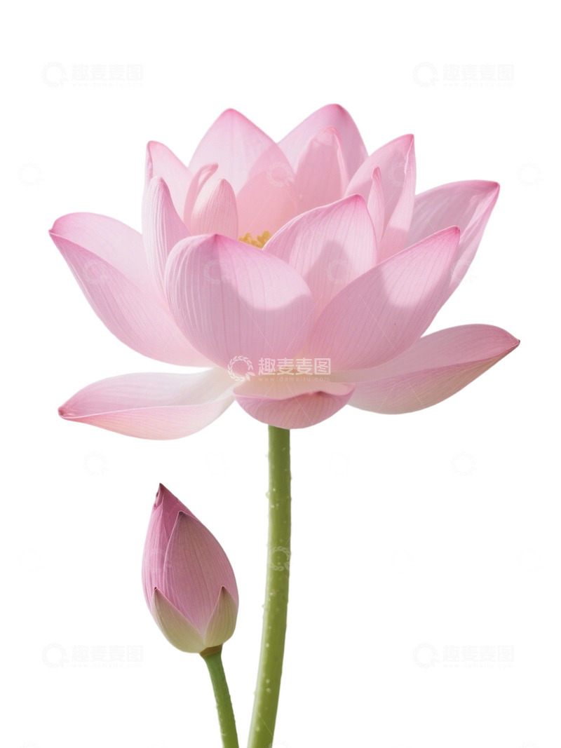 高清大图下载【趣麦麦图】荷花免扣素材138