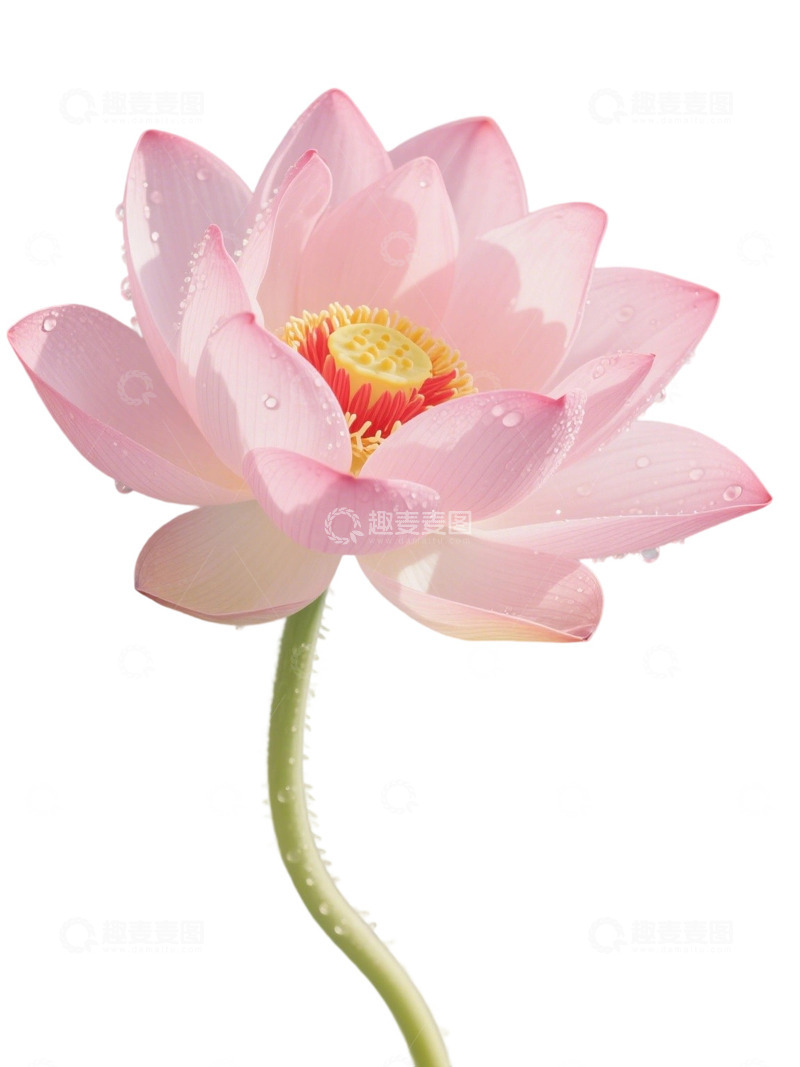 高清大图下载【趣麦麦图】荷花免扣素材92