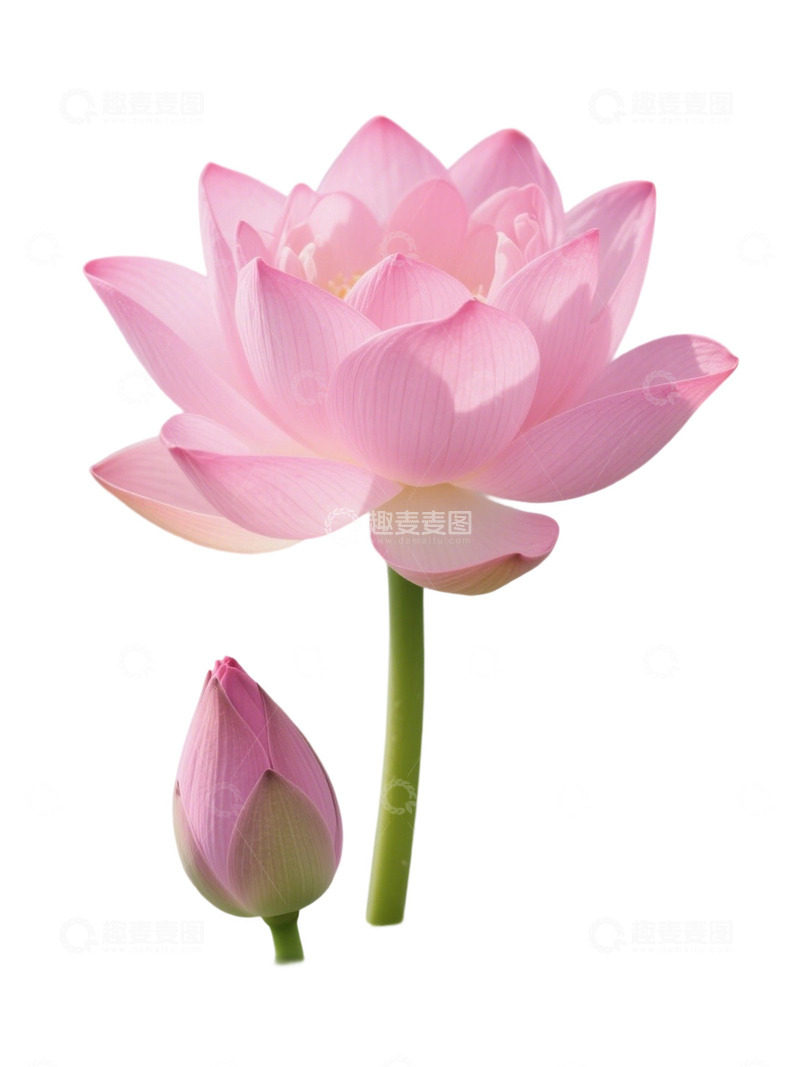 高清大图下载【趣麦麦图】荷花免扣素材126