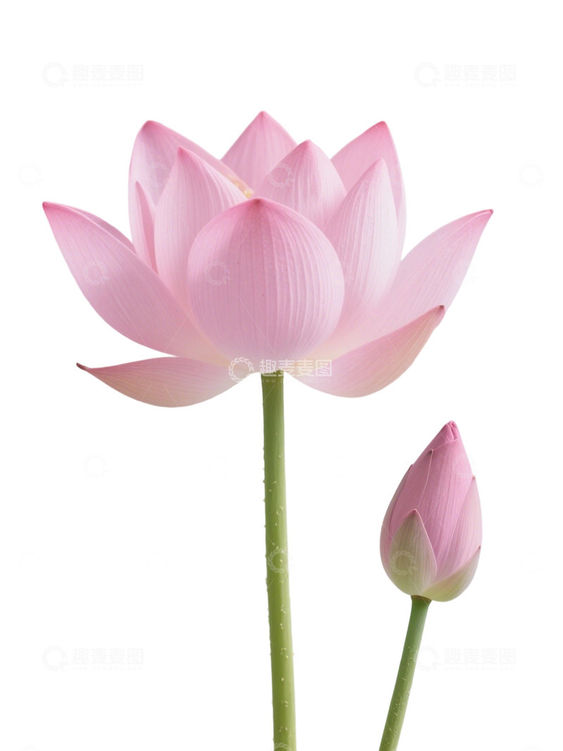 高清大图下载【趣麦麦图】荷花免扣素材142