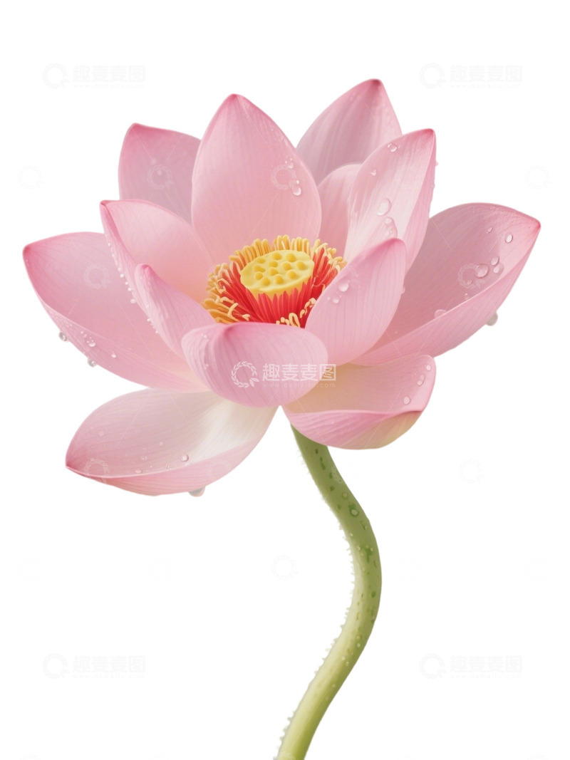 高清大图下载【趣麦麦图】荷花免扣素材96