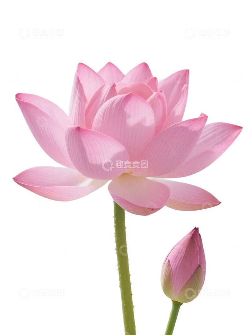 荷花免扣素材127