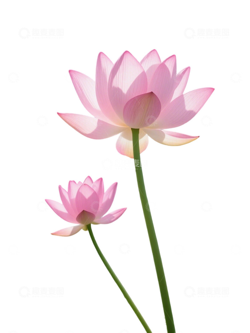 荷花免扣素材137