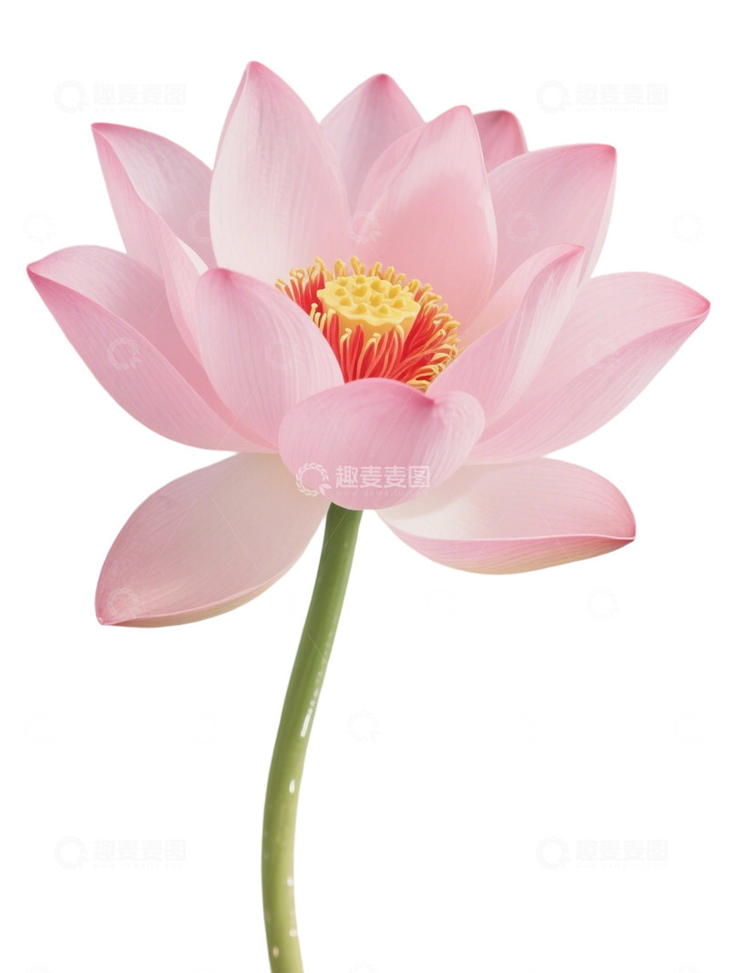 高清大图下载【趣麦麦图】荷花免扣素材93