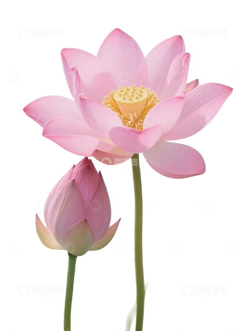 荷花免扣素材135