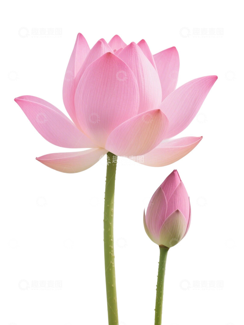 高清大图下载【趣麦麦图】荷花免扣素材147