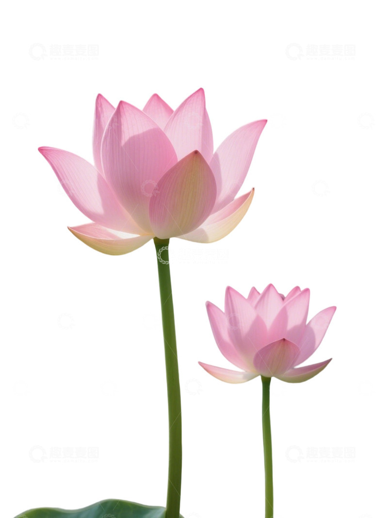 高清大图下载【趣麦麦图】荷花免扣素材113