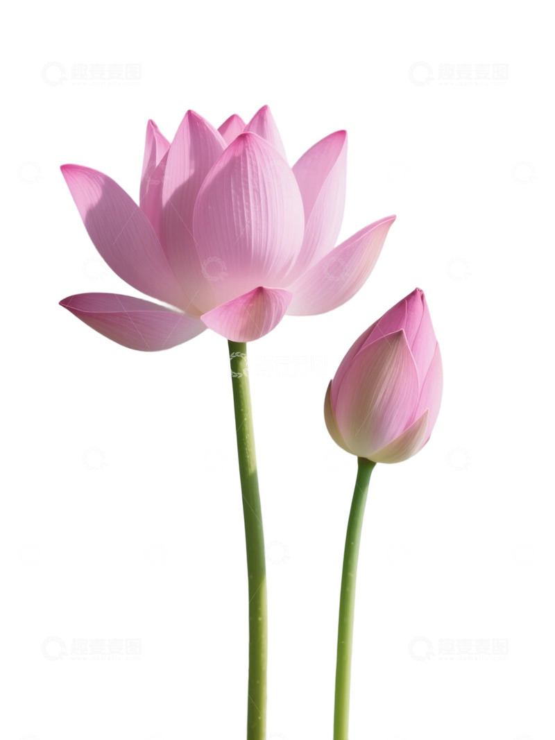 高清大图下载【趣麦麦图】荷花免扣素材116