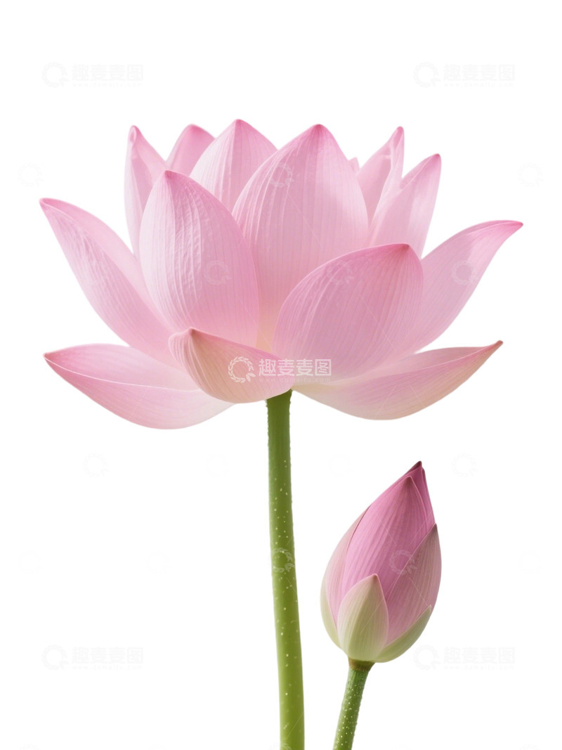 荷花免扣素材130