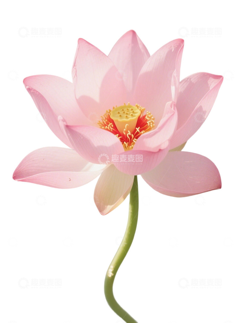 高清大图下载【趣麦麦图】荷花免扣素材118