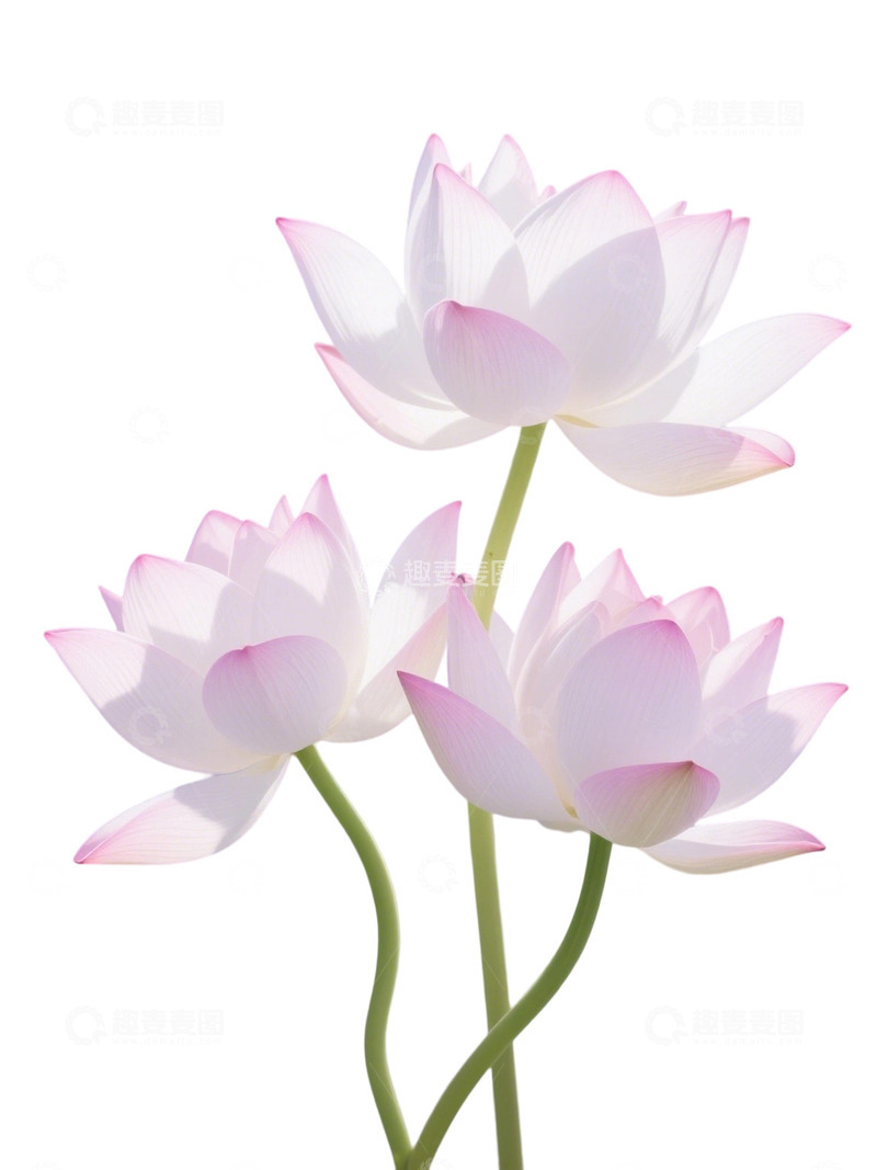 荷花免扣素材81