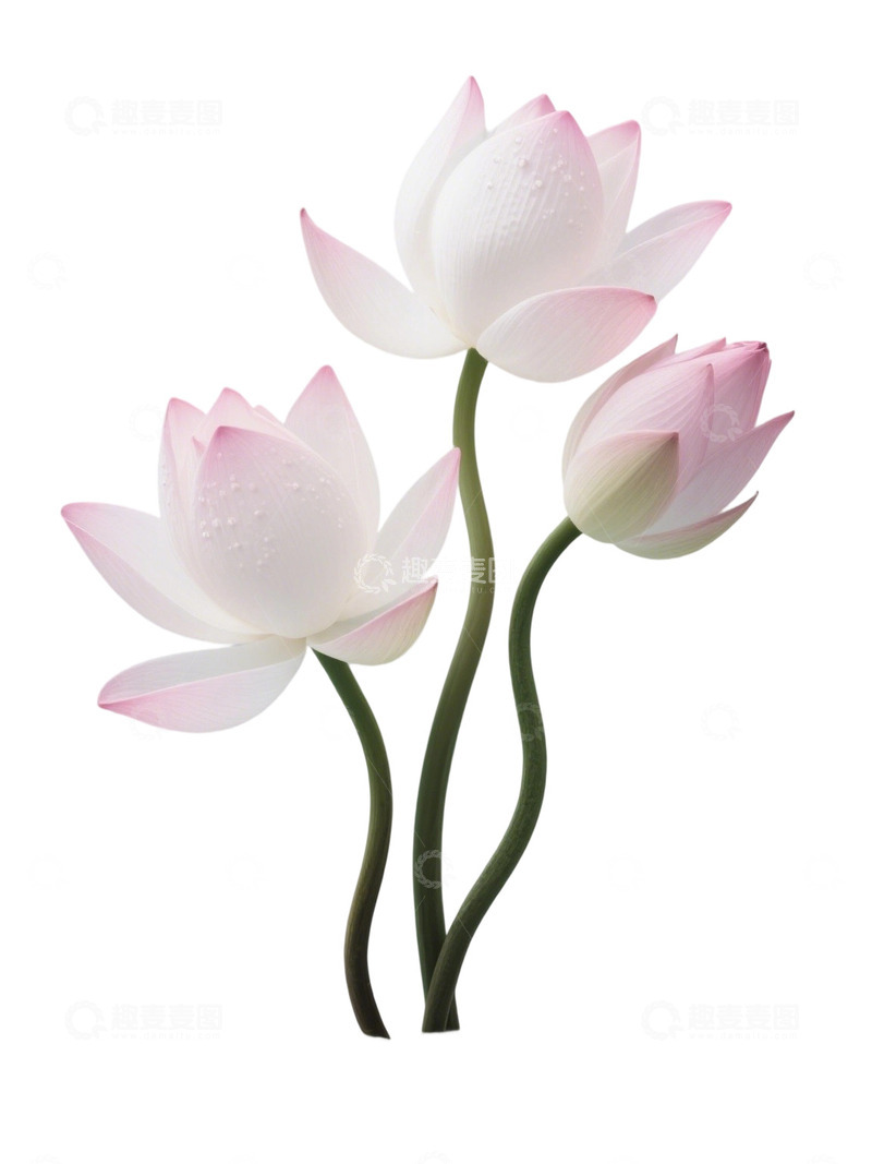 高清大图下载【趣麦麦图】荷花免扣素材67