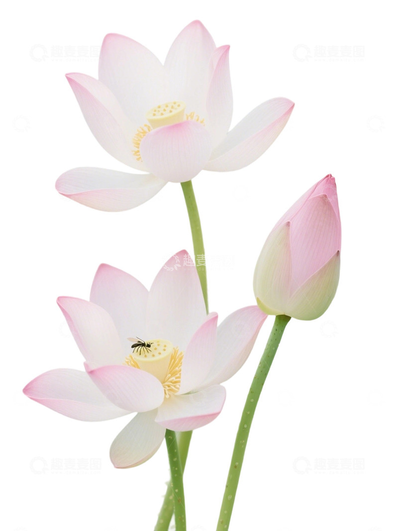 高清大图下载【趣麦麦图】荷花免扣素材66